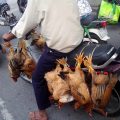 [2013/4/6]バイクで運ばれる鶏達