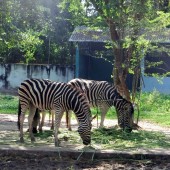 ベトナム最大のテーマパーク「ダイナム公園」～ホワイトタイガーもいる本格的な動物園編～