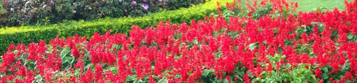色とりどりの花が咲き乱れるダラット市フラワーガーデン