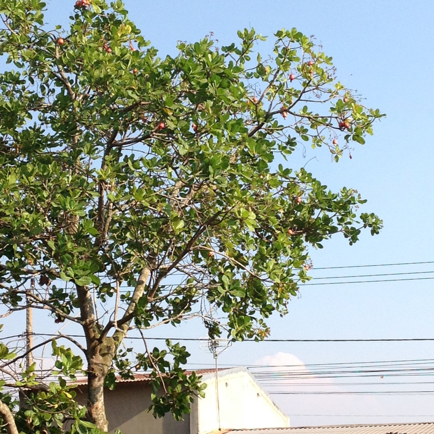 ベトナムはカシューナッツ大国 カシューの木ってどんな木 ベトナビ